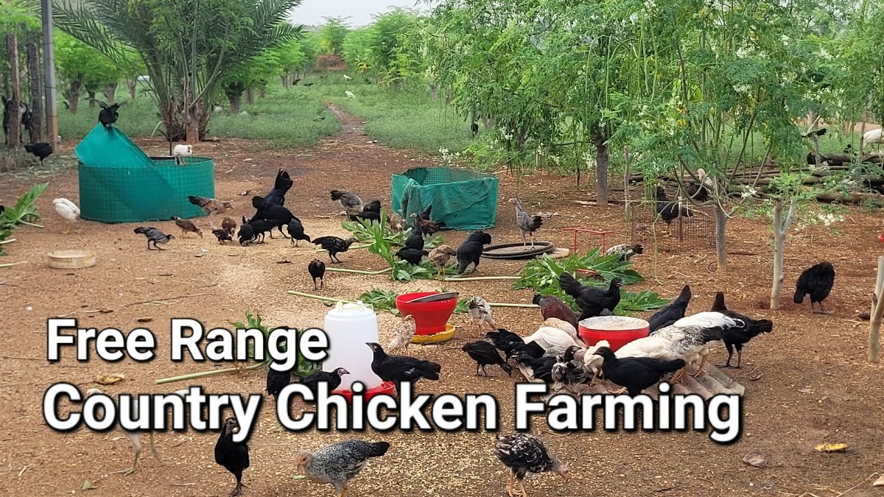 Country Chicken Farming | Free Range Poultry | Pasture Raised Organic Eggs | Moringa Integrated Farm