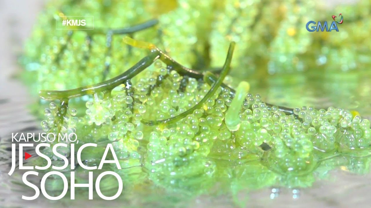 Kapuso Mo, Jessica Soho: Summer seaweed is in!