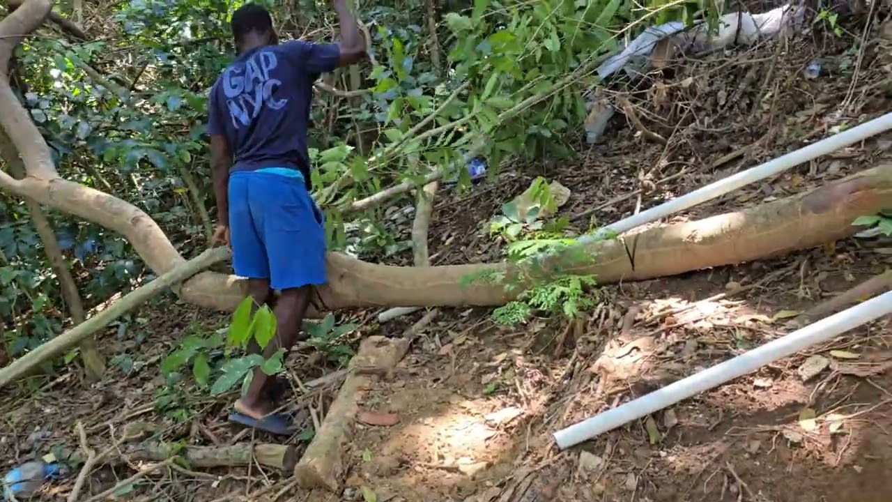 Gathering the bamboos for decking and bracing the plantain tree for my dad.