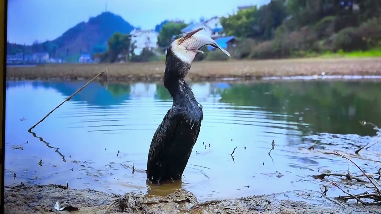 Incredible bird swallow a 50 cm giant fish in a quickest time.