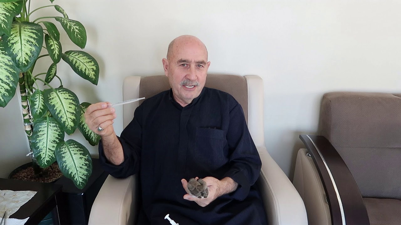 ما هو طعام افراخ البلابل وكيف تطعمهم  يدويا