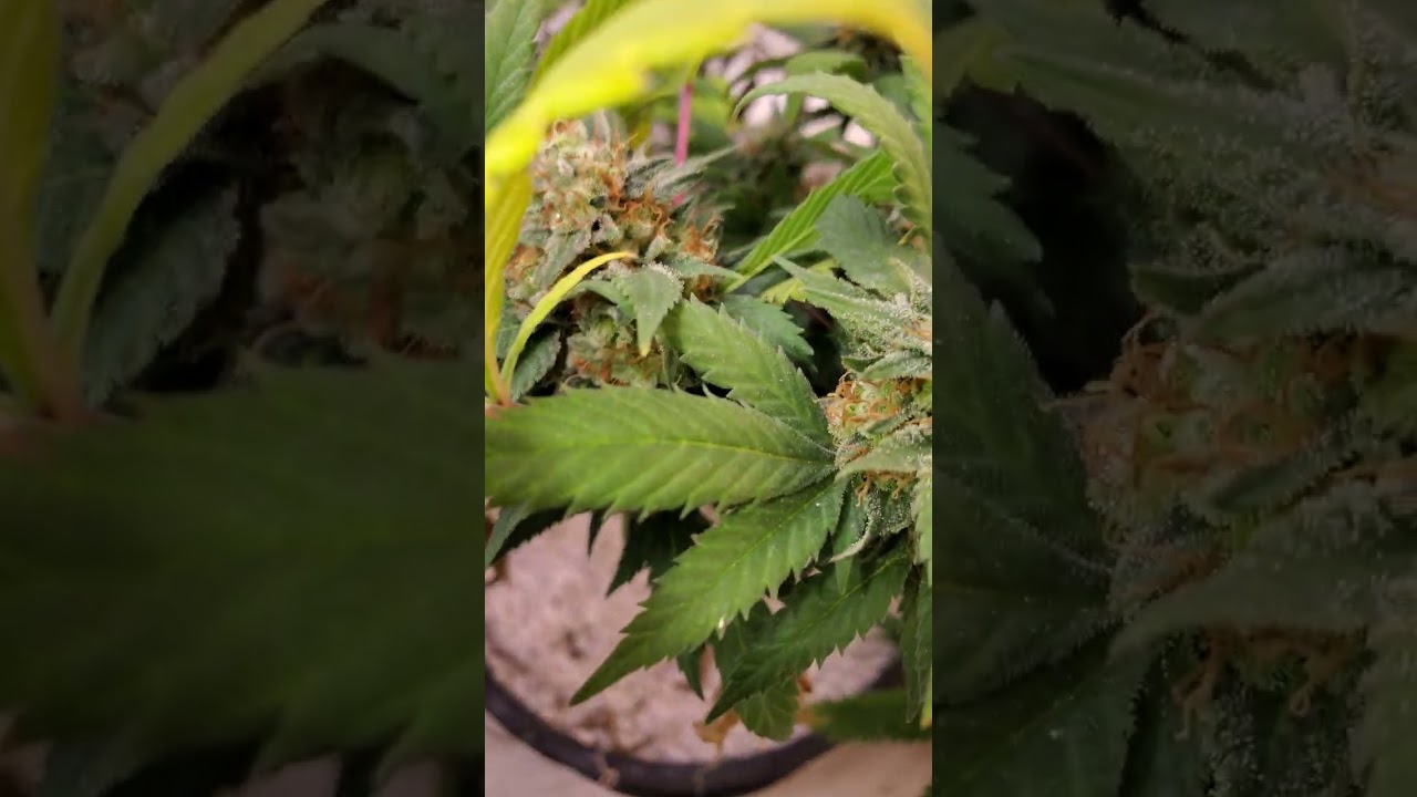 moby dick week 8