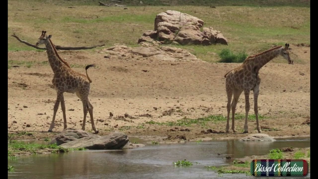 GiraffeMove