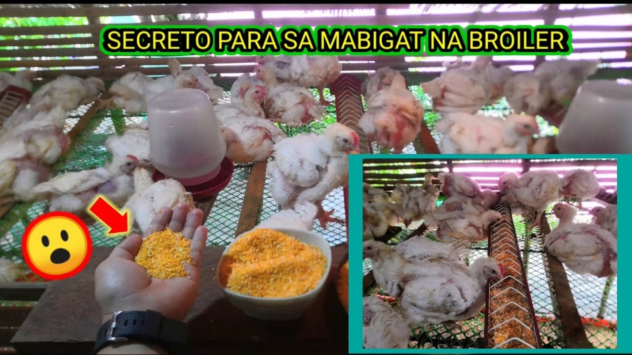 PAANO PABIGATIN AT PATABAIN  ANG ALAGA NATING BROILER  PARA PANALO ANG TIMBANG BAGO NATIN KATAYIN.
