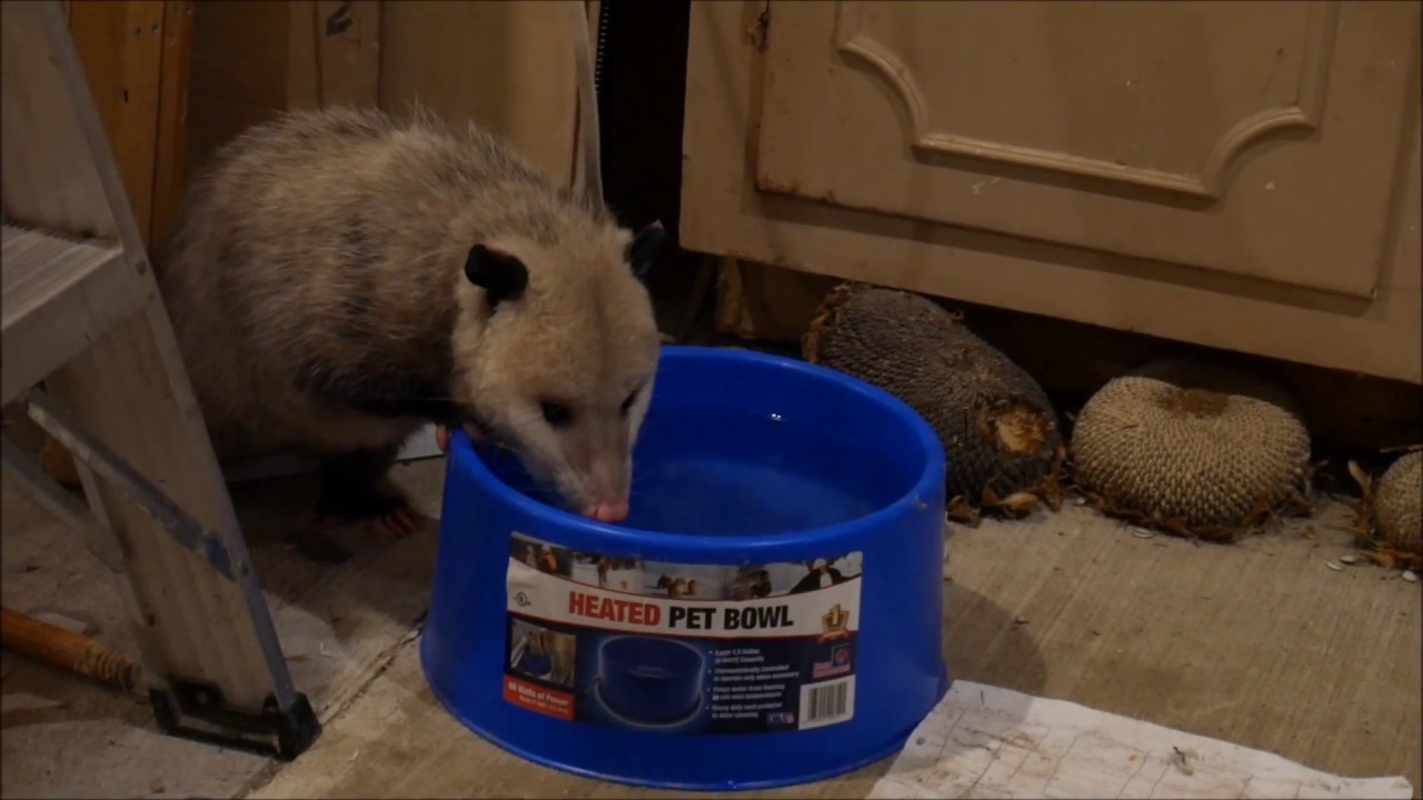 Found an Opossum in Our Garage!