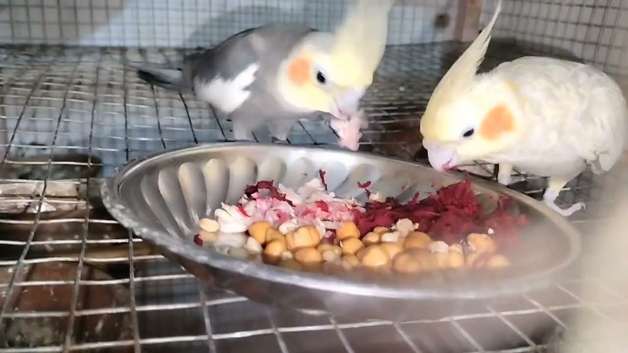 Cockatiel Diet  अंडों से बच्चे निकलने के बाद🥚🐣उनको Softfood मे क्या दें?