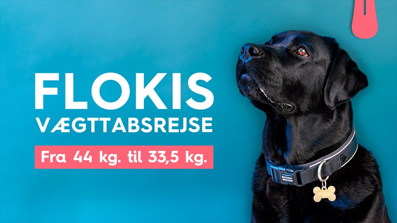 Labradoren Flokis vægttab - Fra 44 til 33,5 kg | Vuffeli