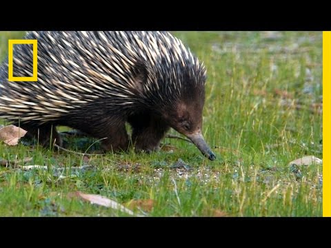 Prickly Love: Echidnas Caught Mating | National Geographic