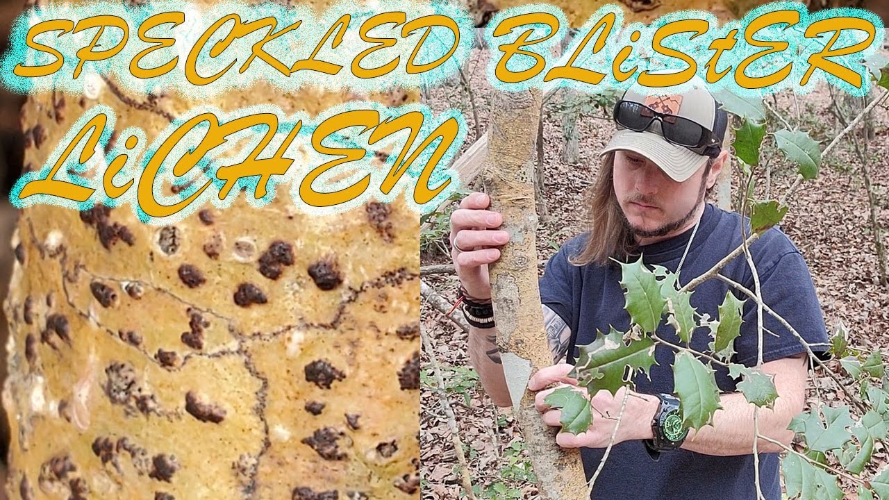 *NEW STUDY* Speckled Blister Lichen Found In South Carolina