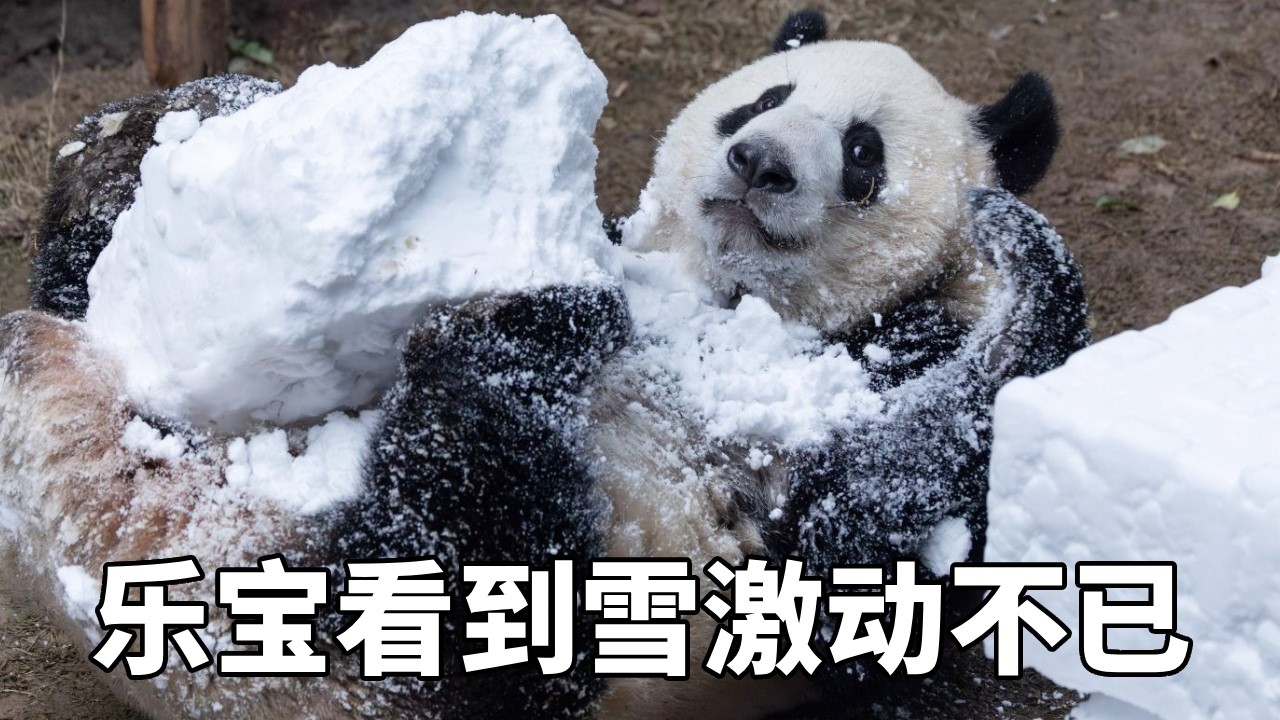 乐宝看到雪后激动不已，又是打滚又是翘屁股卖萌，真是太好玩了！#牧场时间#熊猫