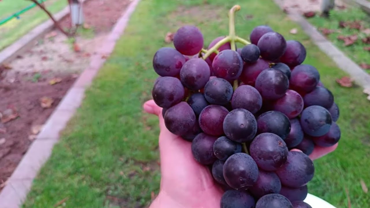 Weinrebe Kyoho große Trauben
