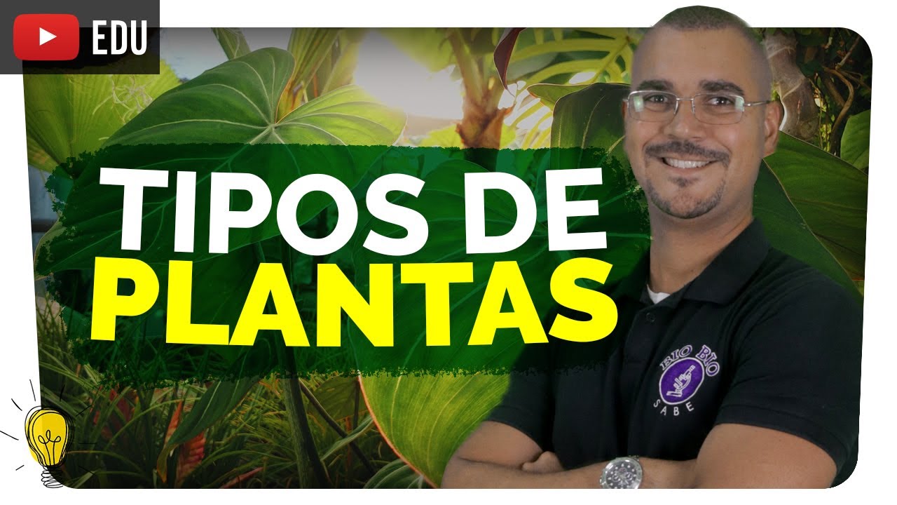 Tipos de Plantas: Briófitas, Pteridófitas, Gimnospermas e Angiospermas 🌱 | prof. Bio Bio | Biologia