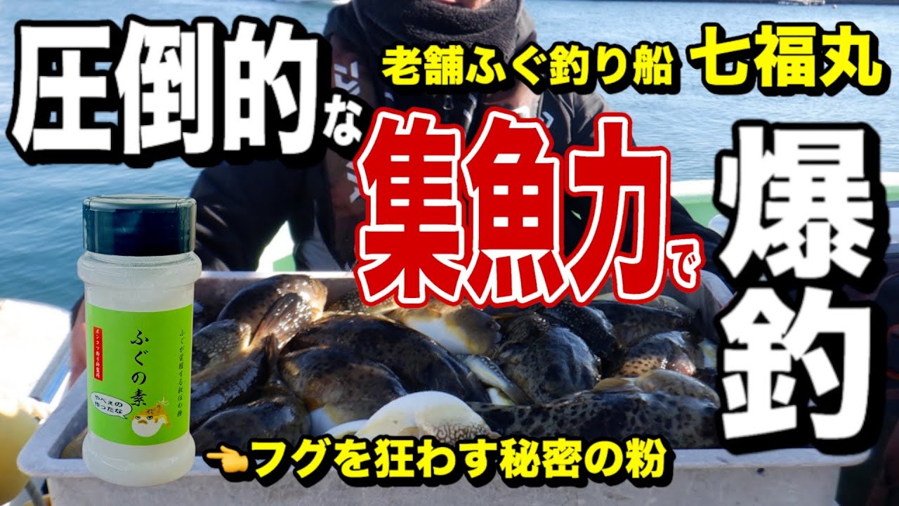 【禁断の集魚材】フグ専用集魚材を使ったら、激渋の海が「ヒガンフグ無双」に変わった【ふぐの素×鬼掛け】