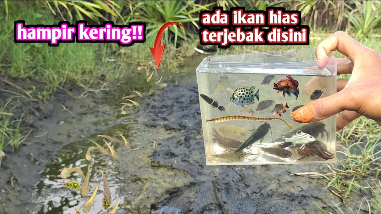 PINGGIRAN SUNGAI MENGERING ADA IKAN HIAS DISINI