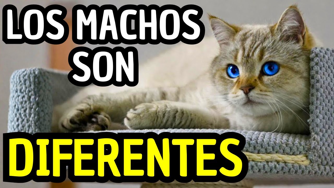 Apuesto a Que No Sabes Esto Sobre los Gatos MachoEl Noventa y Nueve Por Ciento se Equivoca