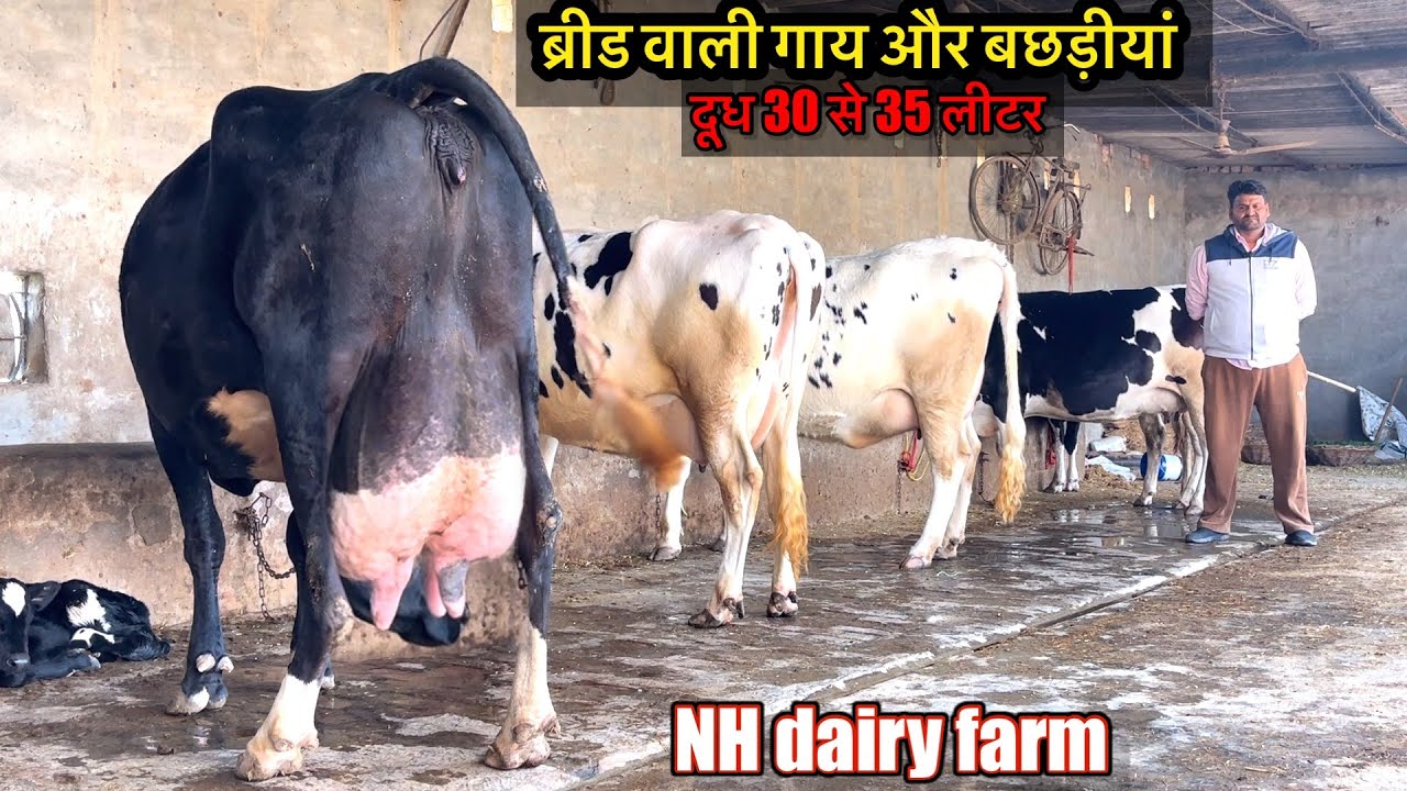 ब्रीड वाली गाय और बछडीयां एक से बढ़कर एक ॥दूध 30 से 35 लीटर (NH dairy farm ) #cow 