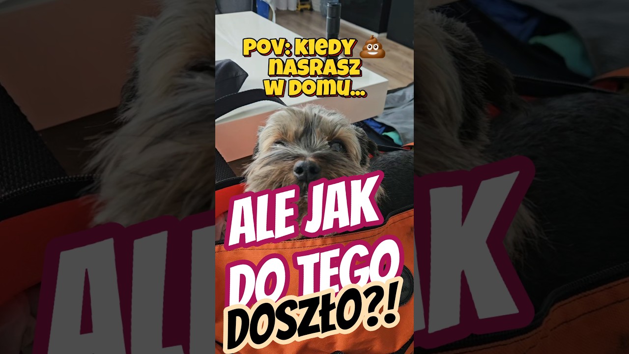 Nieodpowiednie zachowanie psa w domu 🐾🤦‍♀️ 