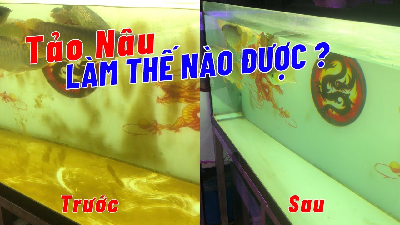 Xử Lý Tảo Nâu Hồ Cá | Aquamax | Hoàng Lam Arowana