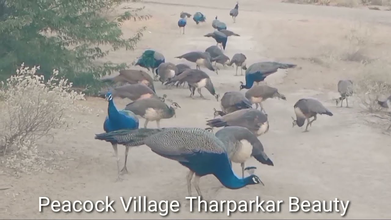 Desert evening and wild peacocks flock I Nature wonders I