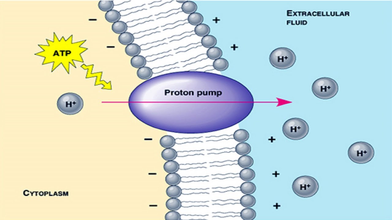 Proton pump.