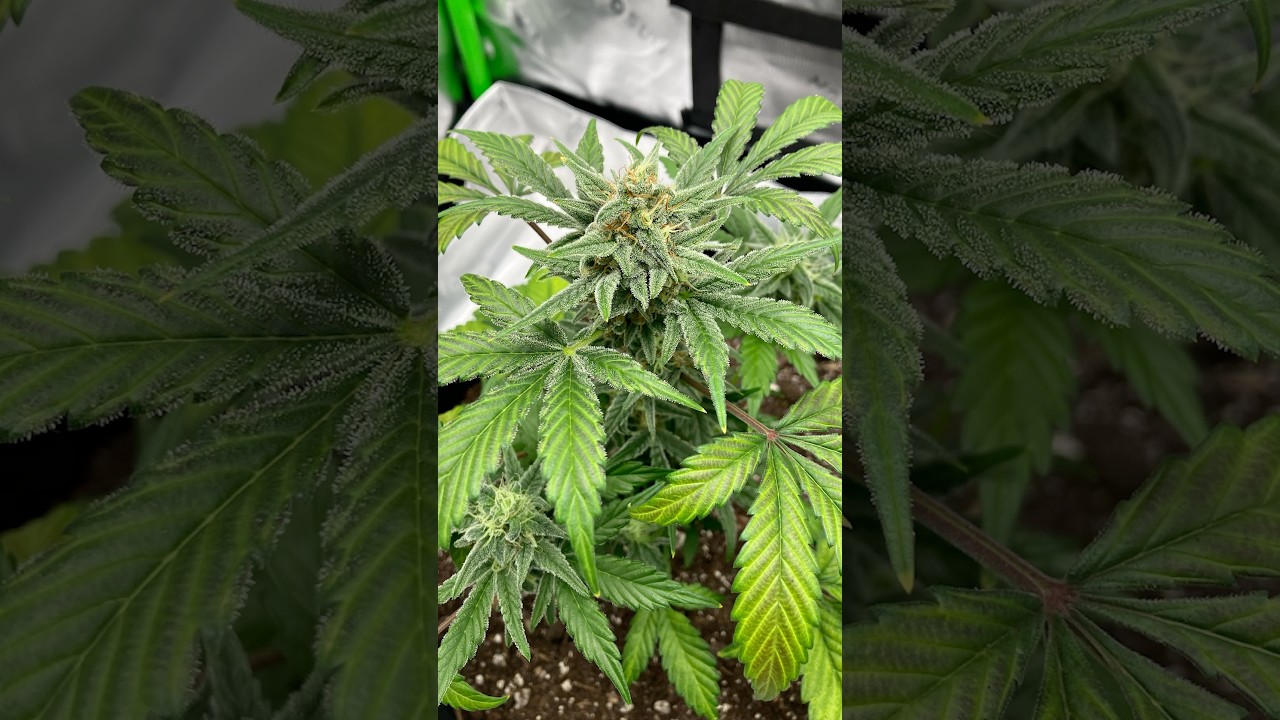 Critical Purple, Growers Choice Seeds.