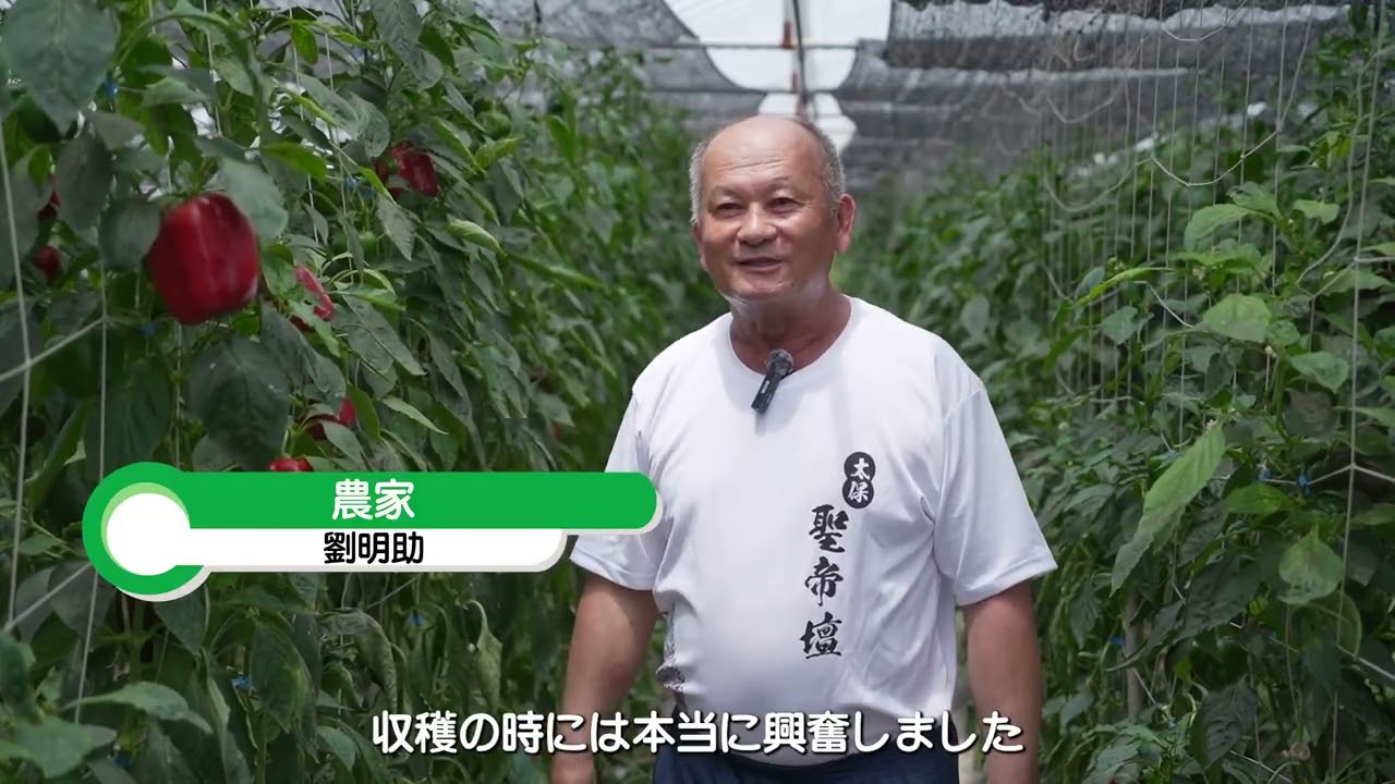 野菜作物応用: パプリカ ダイジェスト版動画