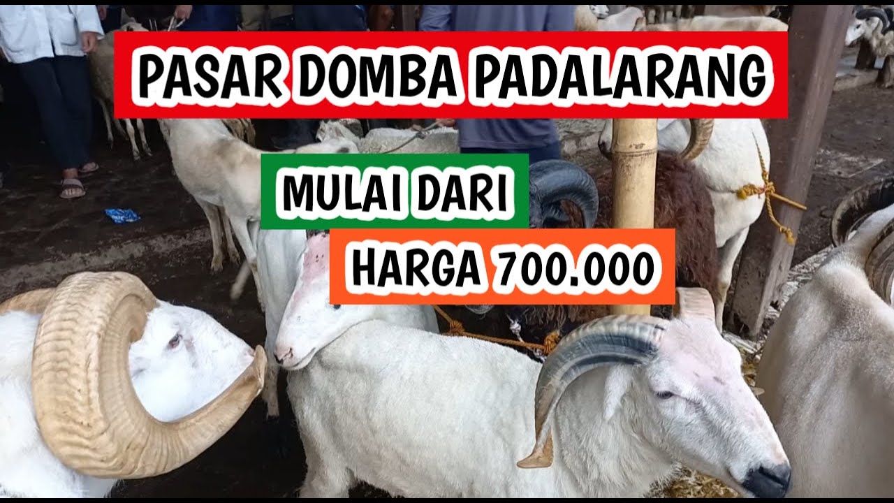 Mulai dari 700.000, harga domba garut dan domba priangan (310126)