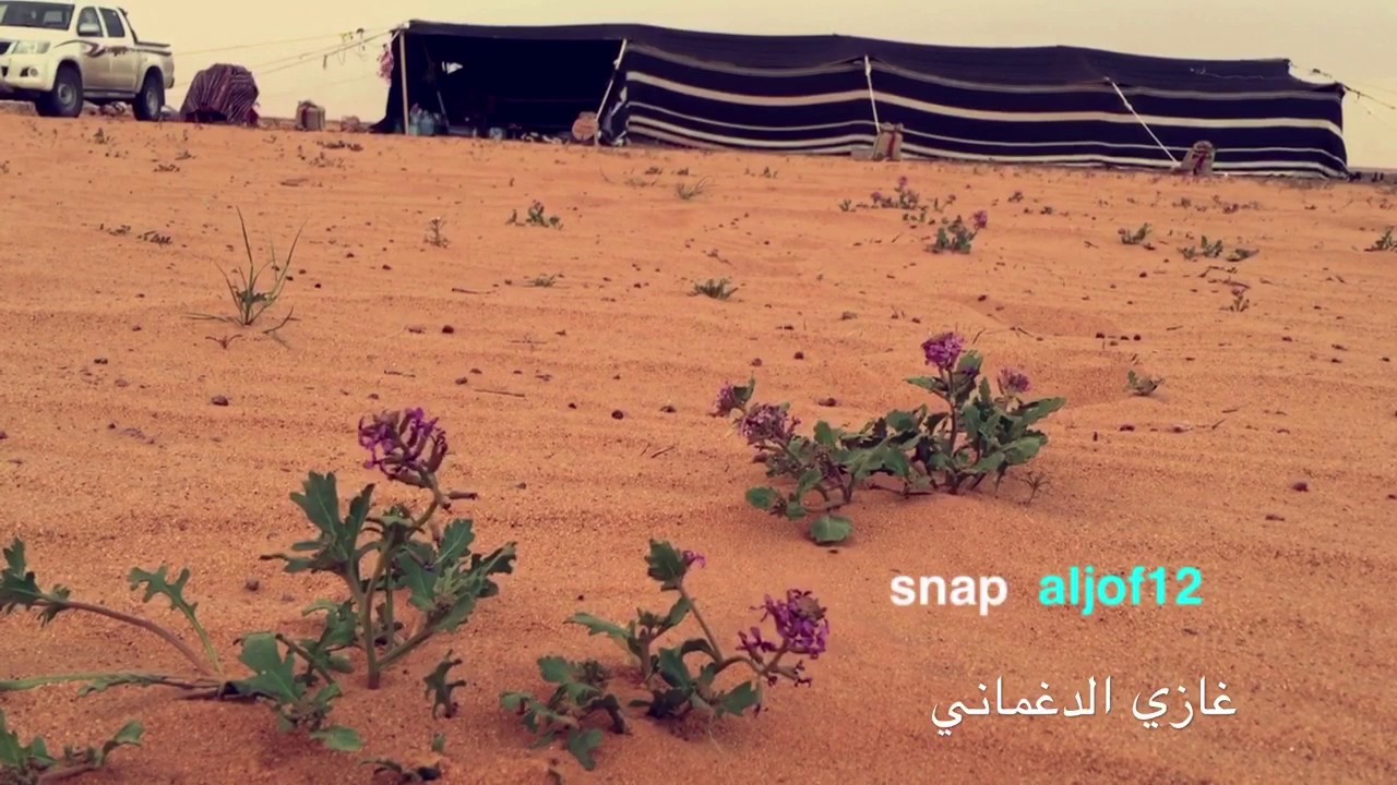 ربابه