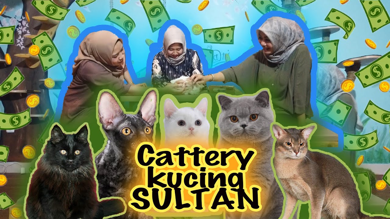 NONTON SAMPAI HABIS CATTERY KUCING SULTAN DI BEKASI