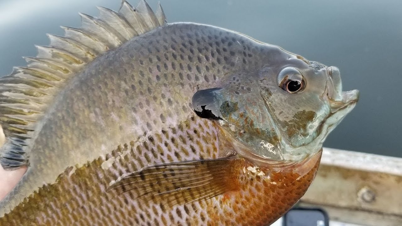 Bluegill Beatdown Spring 2018