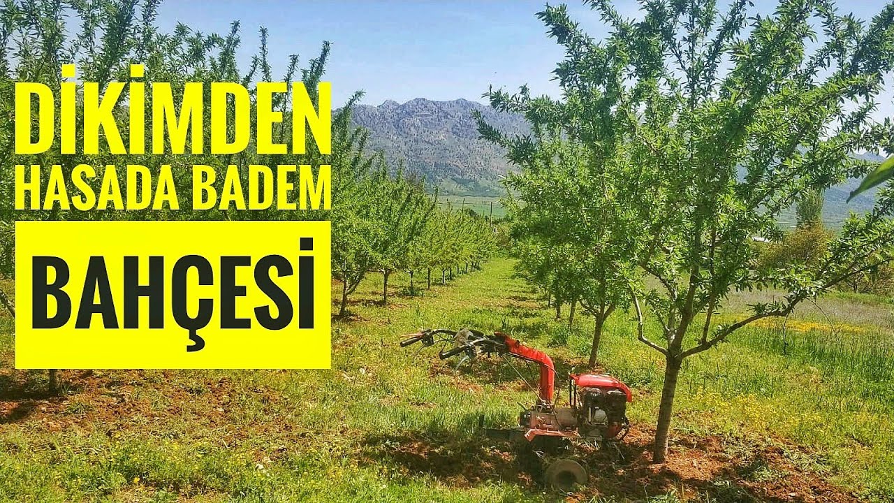 Dikimden Hasada Badem Bahçesi - Bahçe Görüntüleri  (25)