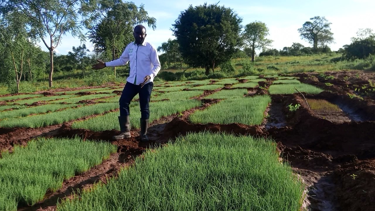 onion farming!! Many have lost from day one!!