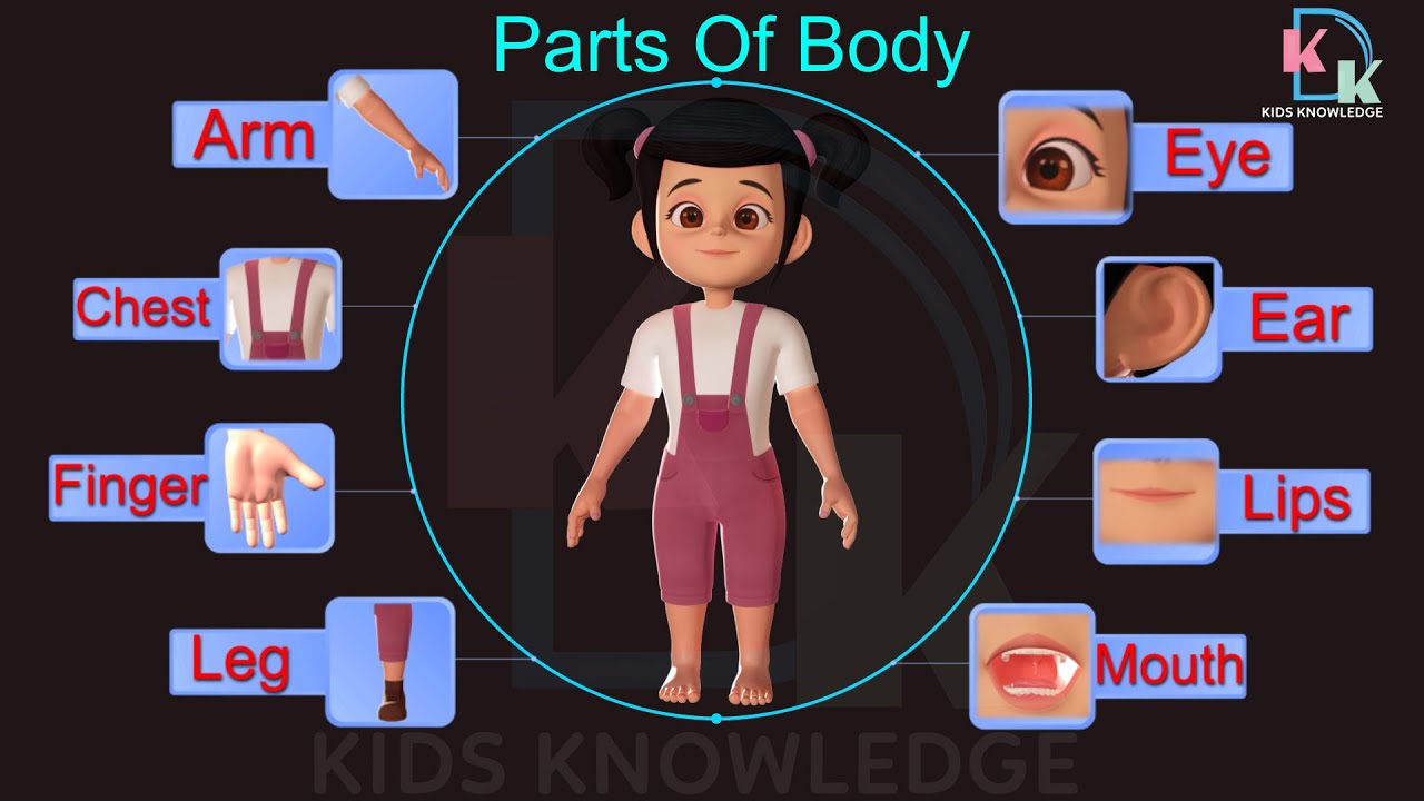 Body Parts Name | Top 15 Body Part Name | Body Name In English