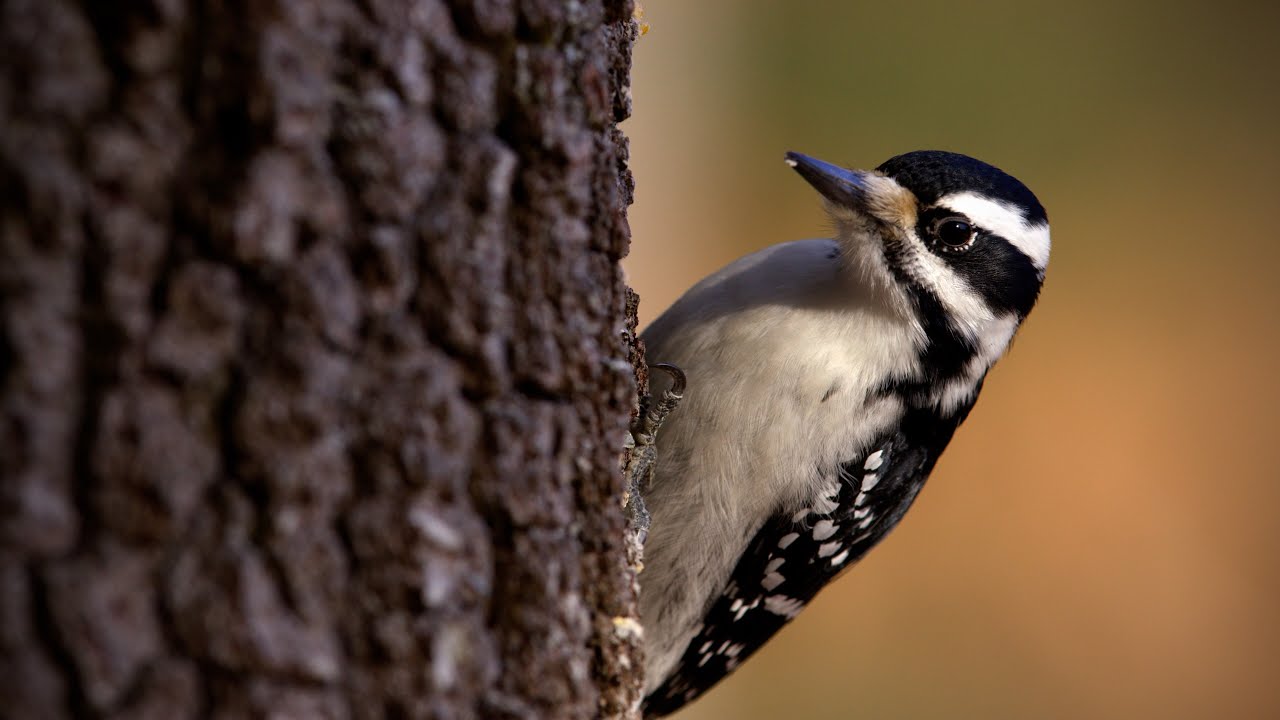 Two Ways to Climb a Tree—But Why? Backyard Birds Revealed