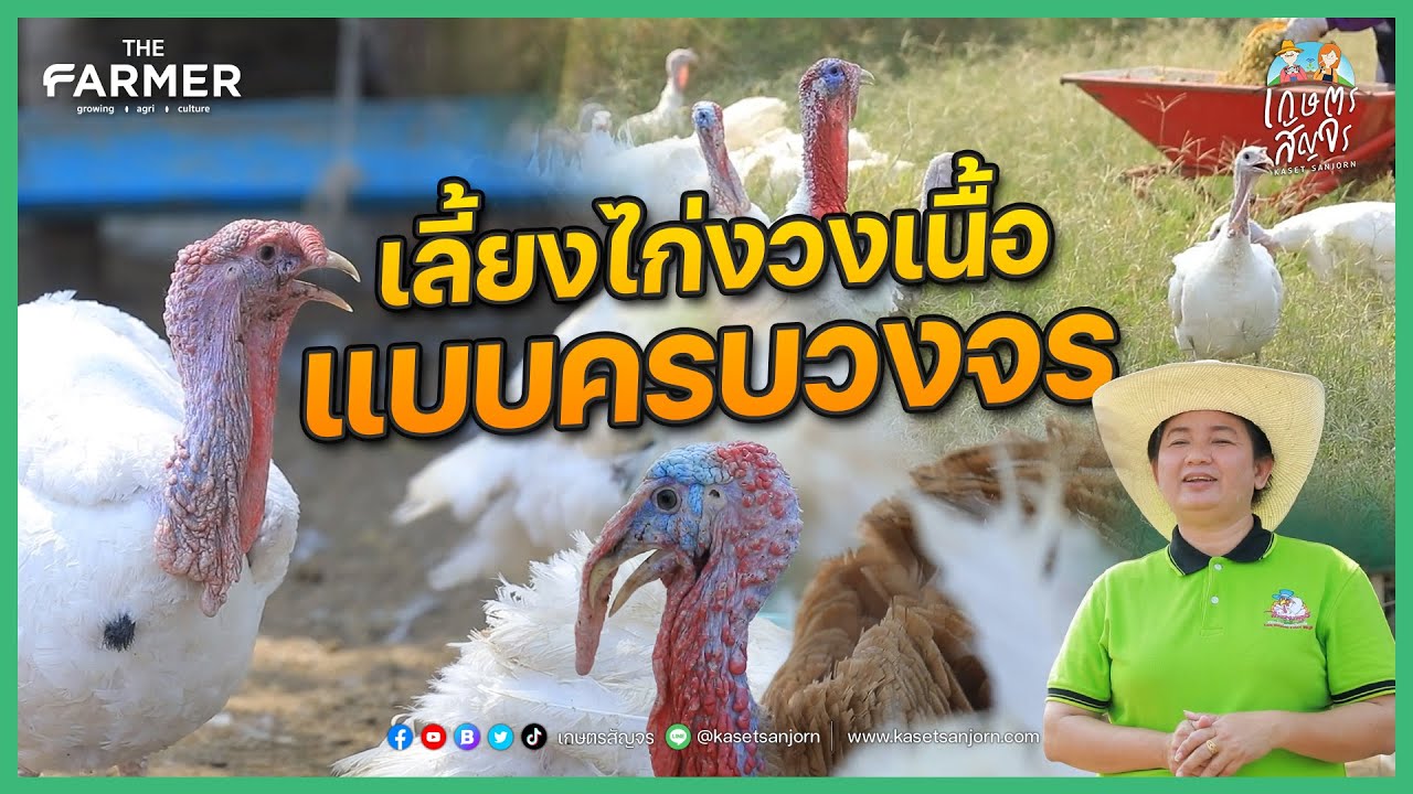 เลี้ยงไก่งวงเนื้อ สัตว์ปีกเศรษฐกิจอันดับ 3 ของโลก สร้างรายได้งาม | เกษตรสัญจร