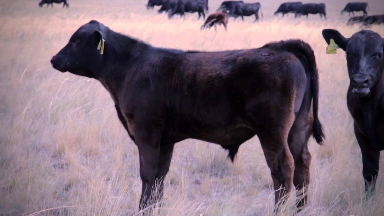 Палата Ангус: Племенное хозяйство ТОРГАЙ