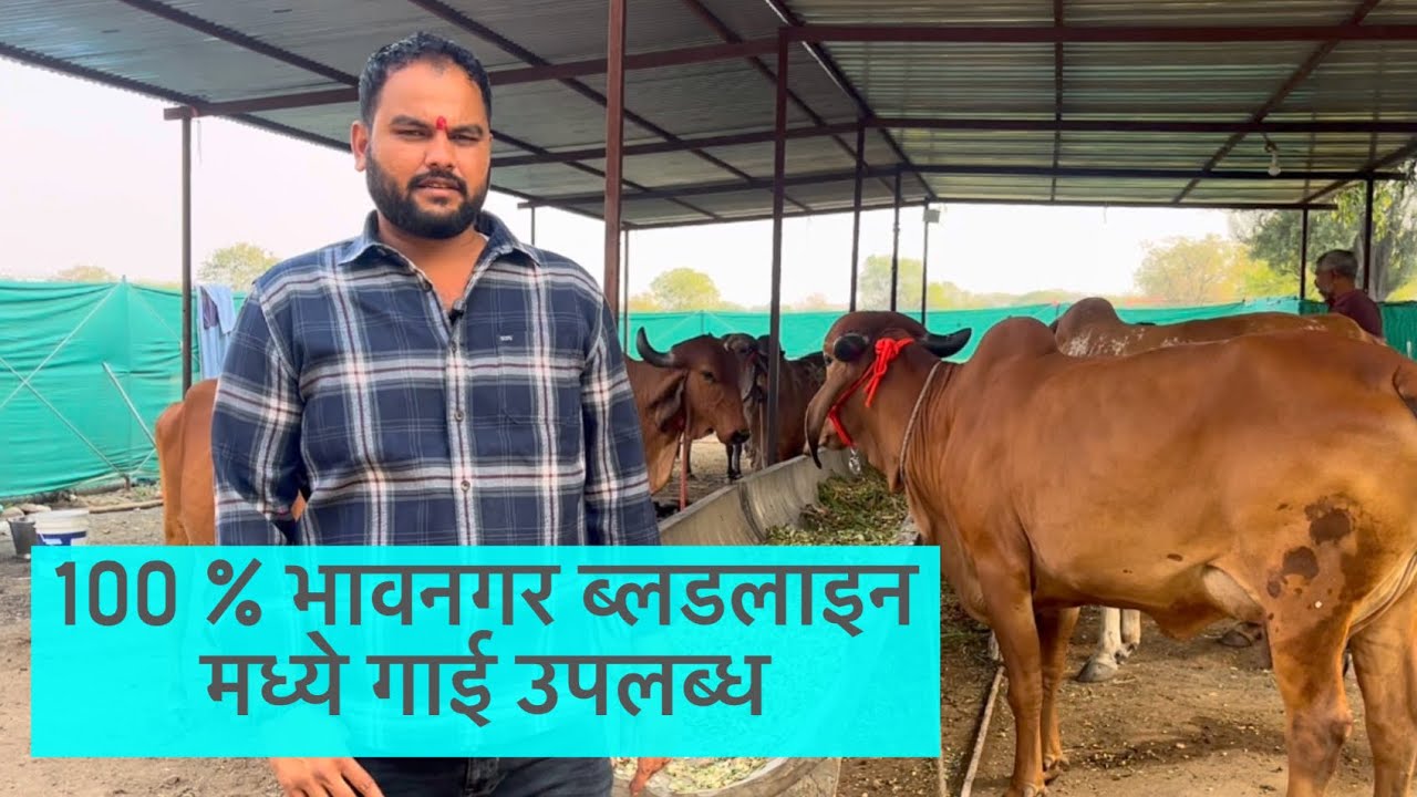 100 % भावनगर ब्लडलाइन मध्ये गाई उपलब्ध …