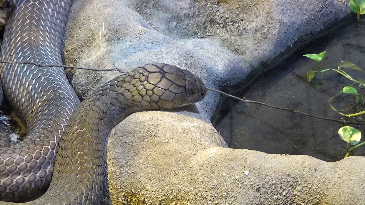 Reptilium em landau, em alemanha