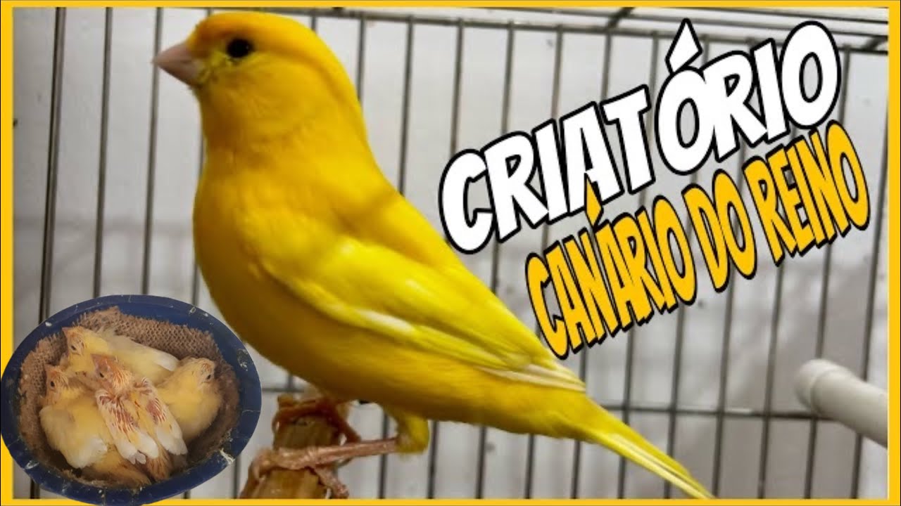 CRIATÓRIO DE CANARIO DO REINO BELGA MANEJO E REPRODUÇÃO