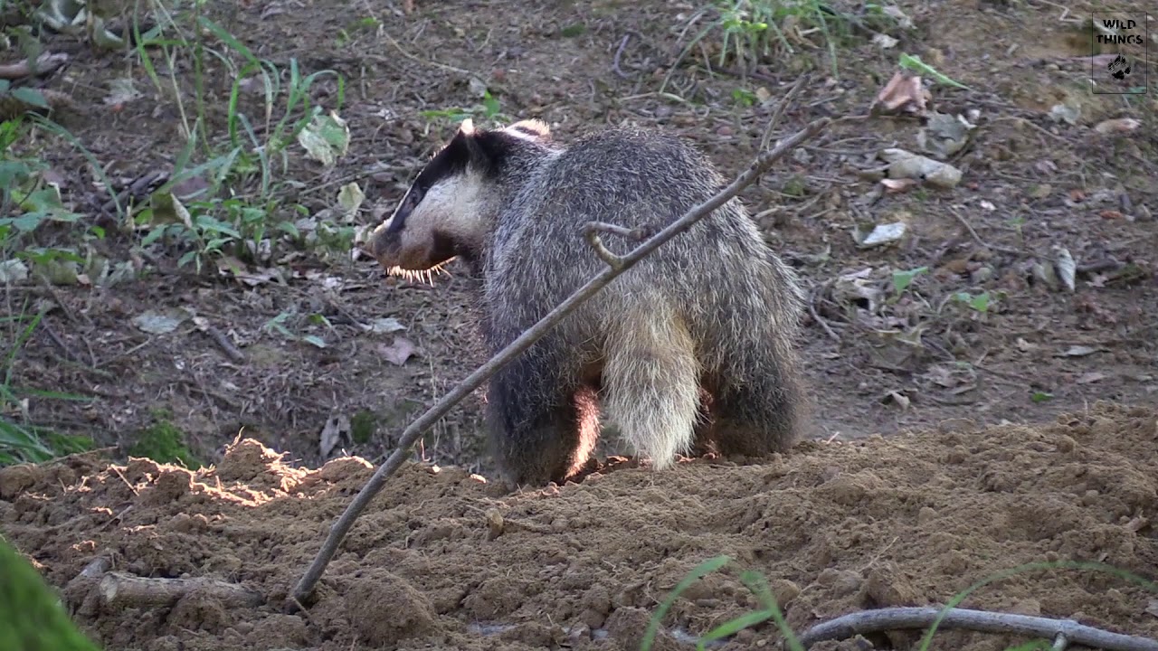 Wild Things - Dassen graven / Badgers digging burrow