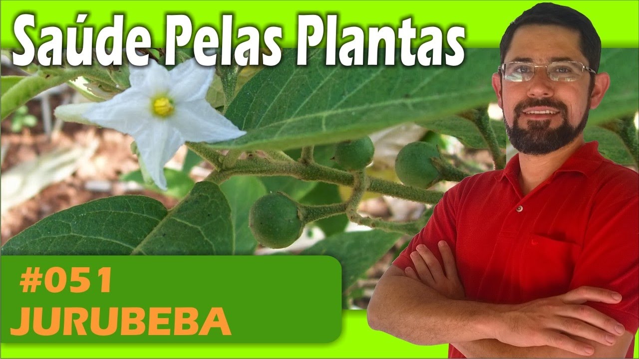 Sa&uacute;de Pelas Plantas - Jurubeba [protege o f&iacute;gado e a ves&iacute;cula, digestiva, diabetes, diarreia]