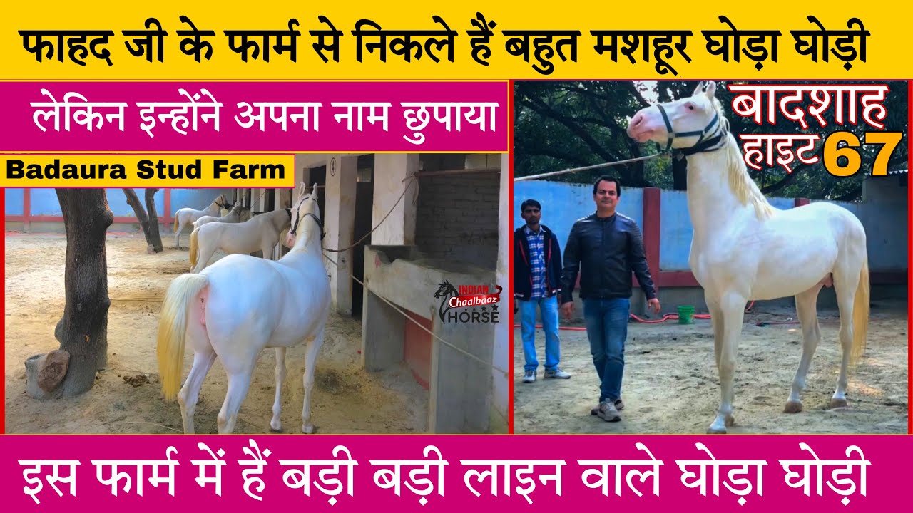 मिलिए फाहद जी से और देखिए शानदार लाइन वाले घोड़े घोड़ियाँ_Badaura Stud Farm Malihabad_8808877777