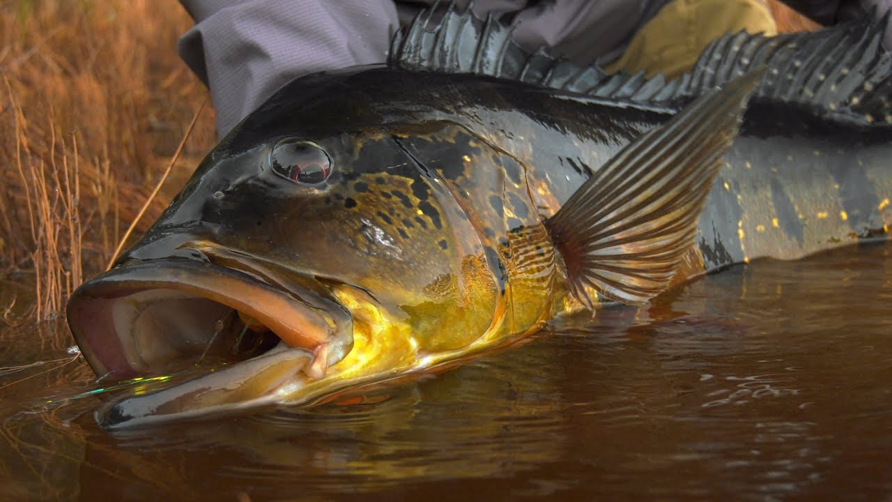 Jungle Fly Fishing *TRAILER* Peacock Bass Fishing by Todd Moen