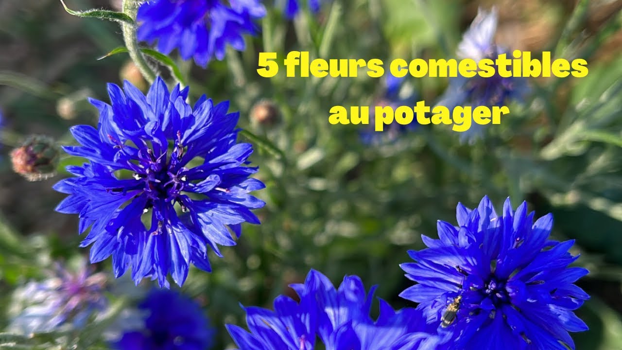 5 fleurs pour le potager