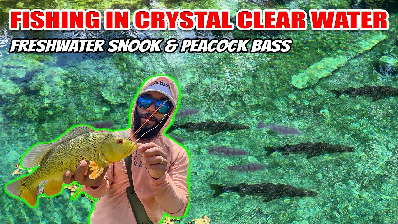 Fishing Crystal Clear Creek for Freshwater Snook and Peacock Bass