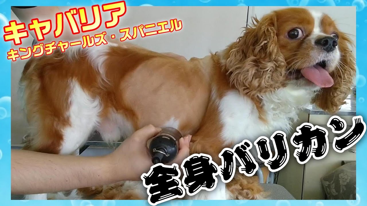 【トリミング】５倍速でわかる！キャバリアのトリミング（全身バリカン）【２８時間目】