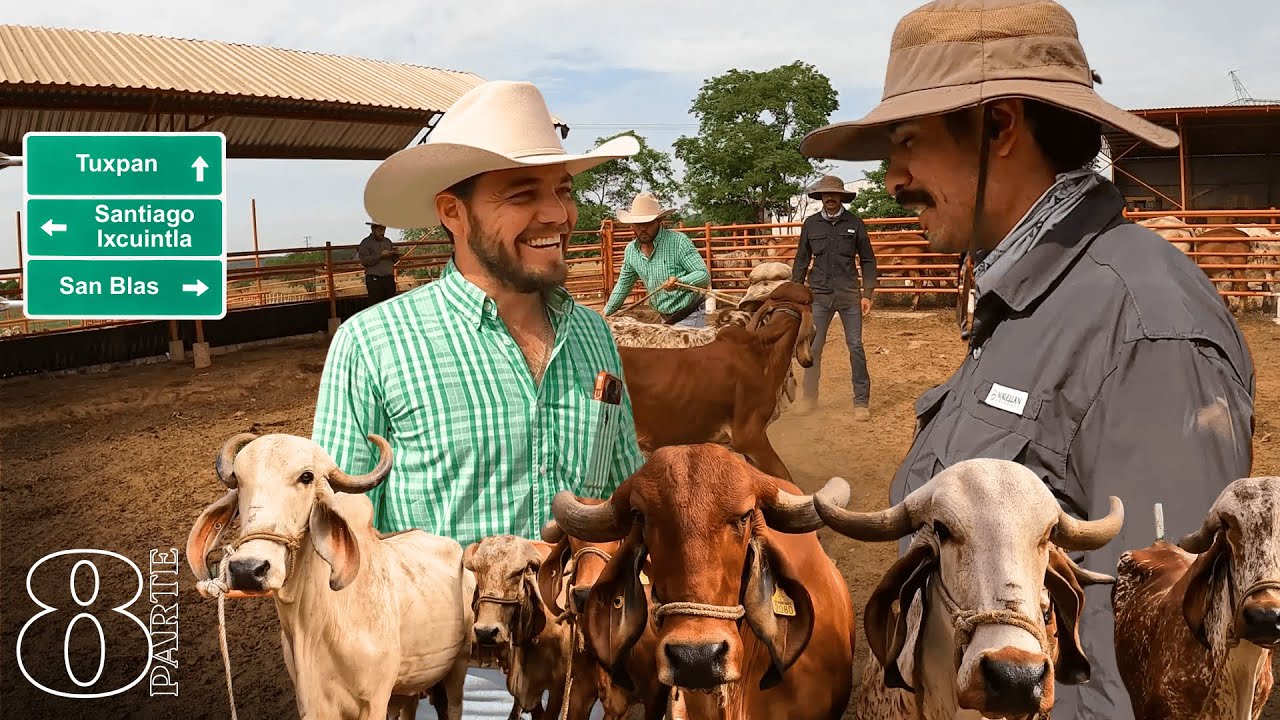 La mejor opción de GANADO LECHERO para el trópico, y no es el Holdstein