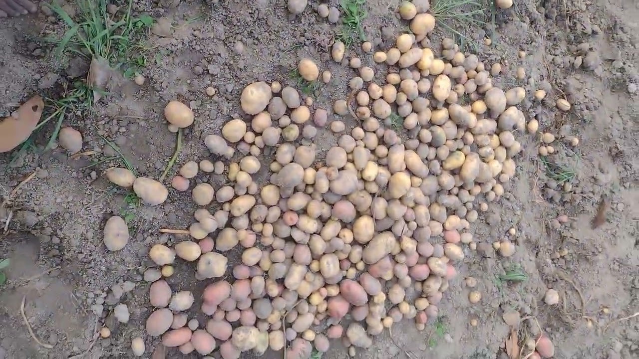 Kheton ka Anand