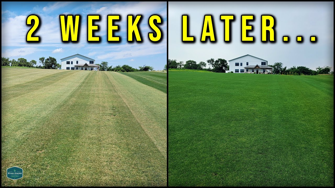 I SCALPED My Lawn In 90 Degree Heat...The Results Will Surprise You!