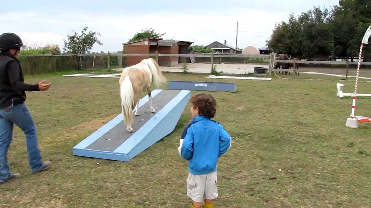 Liberty Horse Agility playtime with Adiva and Cowgirl
